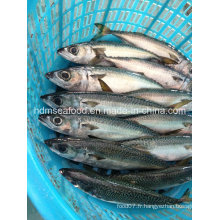 W / R Fresh Frozen Seafood Mackerel Fish